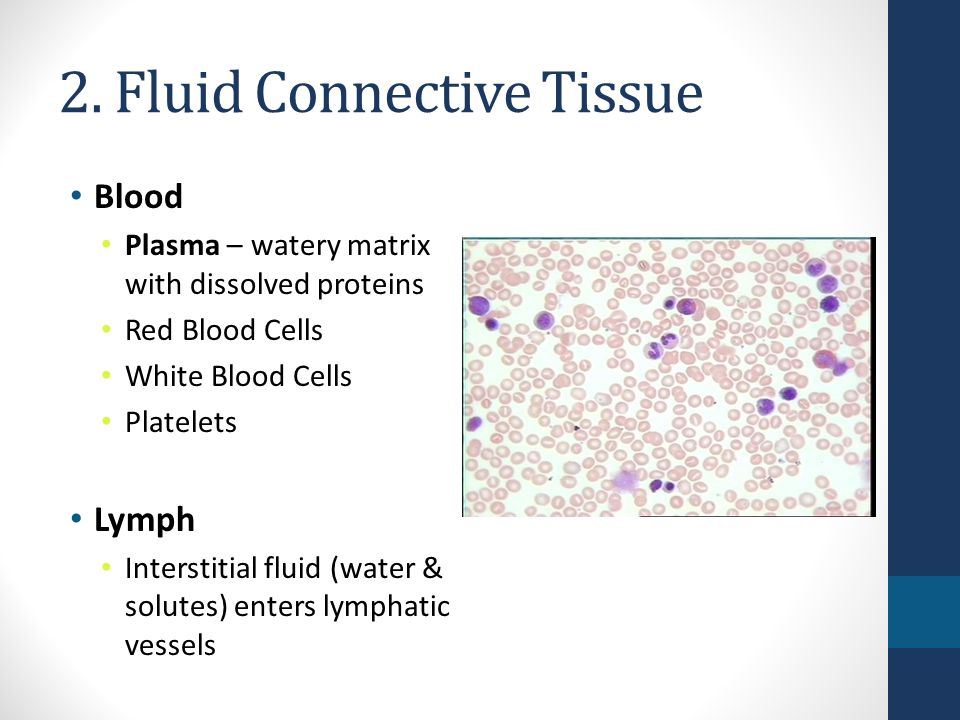 Fluid Connective Tissue